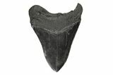 5.46" Fossil Megalodon Tooth - South Carolina - #190210-2
